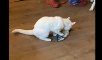 愛猫にプレゼントした魚のオモチャ。せっかく喜んでくれていたそのオモチャを横取りした子が！！【海外・動画】