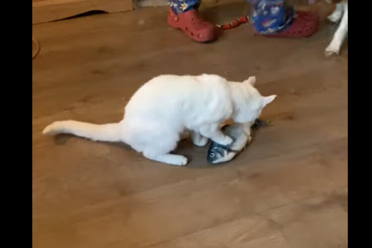 愛猫にプレゼントした魚のオモチャ。せっかく喜んでくれていたそのオモチャを横取りした子が！！【海外・動画】