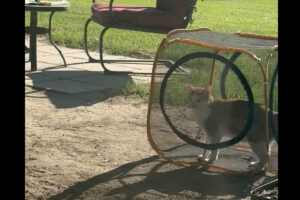 メッシュサークルの中の猫。この子は、この状況でも移動を続けようとします！！