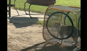 メッシュサークルの中の猫。この子は、この状況でも移動を続けようとします!!