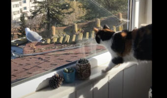 外にいるカモメが気になる・・。じっと見つめ過ぎていて、猫は注意が疎かになっていた！？【海外・動画】