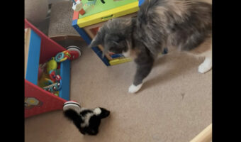 後退りをして逃げ腰な猫。その恐怖の相手は・・、小さくてかわいらしいスカンクの赤ちゃん!!【海外・動画】