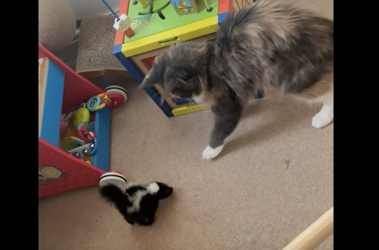 後退りをして逃げ腰な猫。その恐怖の相手は・・、小さくてかわいらしいスカンクの赤ちゃん！！【海外・動画】