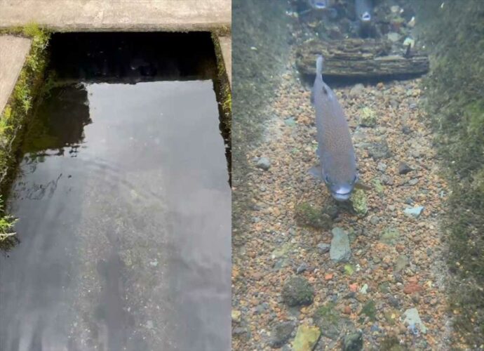 ニジマスを見つけたので水中をのぞいてみたら、想像以上に『大艦隊』だった！「銀河英雄伝説みたい」などの声も