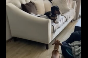 抜き足差し足忍び足・・、きょうだいにバレないように近付くダックスフンド。その目的とは！？【海外・動画】