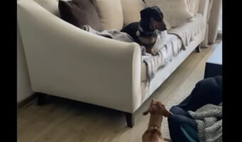 抜き足差し足忍び足・・、きょうだいにバレないように近付くダックスフンド。その目的とは!?【海外・動画】