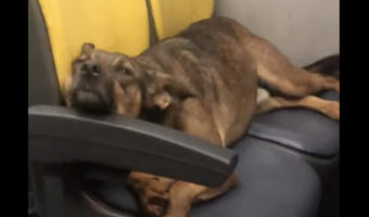 クタクタになるまで遊んだのかな？バスに乗った犬がうつらうつらとしています【海外・動画】