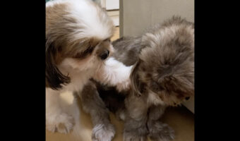 なんだか問い詰めているみたい。愛犬は友達の肩に手をかけると、一生懸命吠えかかっています!!