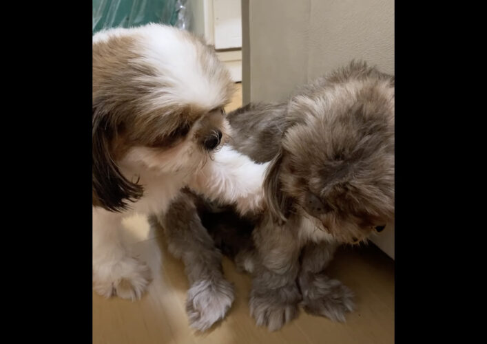 なんだか問い詰めているみたい。愛犬は友達の肩に手をかけると、一生懸命吠えかかっています！！