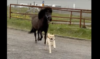 犬が自分より体の大きなお友達の馬を先導！お友達はその後を仲良くついて行きます【海外・動画】