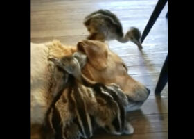 みんなで仲良くお昼寝の時間！アヒルのヒナたちは親代わりの犬のぬくもりを感じながら寝たい！！【海外・動画】