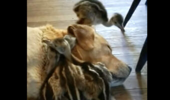 みんなで仲良くお昼寝の時間!アヒルのヒナたちは親代わりの犬のぬくもりを感じながら寝たい!!【海外・動画】