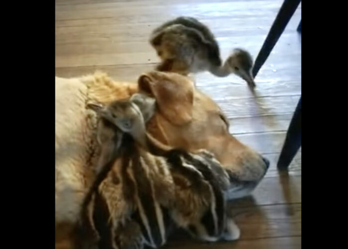 みんなで仲良くお昼寝の時間！アヒルのヒナたちは親代わりの犬のぬくもりを感じながら寝たい！！【海外・動画】