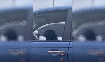 駐車中の隣の車に可愛いワンコに声をかけてみたら、まさかの展開に笑っちゃった！