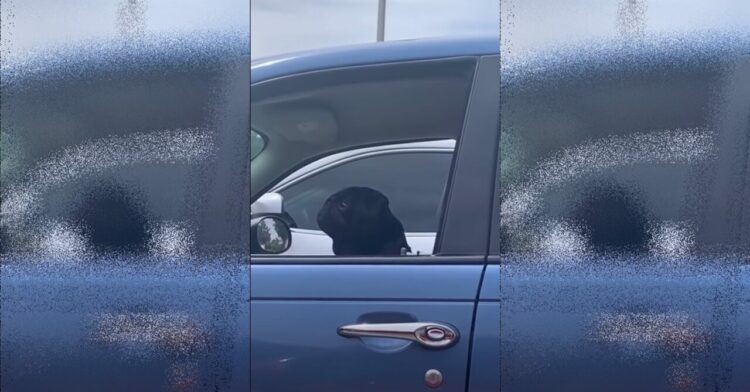 駐車中の隣の車に可愛いワンコに声をかけてみたら、まさかの展開に笑っちゃった！