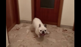 廊下を走り回るフレンチブルドッグ。勢い余って体をドアにぶつけても気にしません！！