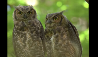 森の中に仲良しきょうだいのミミズクが！寄り添いあって羽根を休めています【アメリカ・動画】