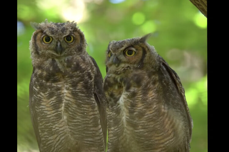 森の中に仲良しきょうだいのミミズクが！寄り添いあって羽根を休めています【アメリカ・動画】