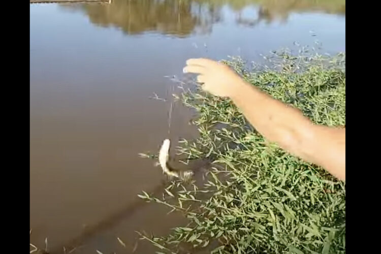 見事に魚を釣り上げた男性。その魚を狙って背後から忍び寄る「あっ！この泥棒猫！！」