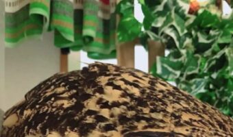 嘘みたいな転がり方をしていたフクロウに反響!「フクロウってこんな寝そべり方するんですね」