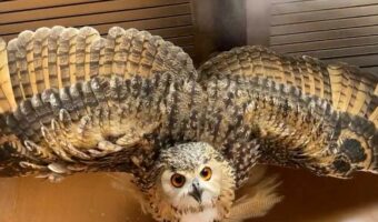 暑い日はこれが一番!大きな羽を広げて冷たいミストを浴びるフクロウが可愛い!「かけてもらうのを待っているのですね」