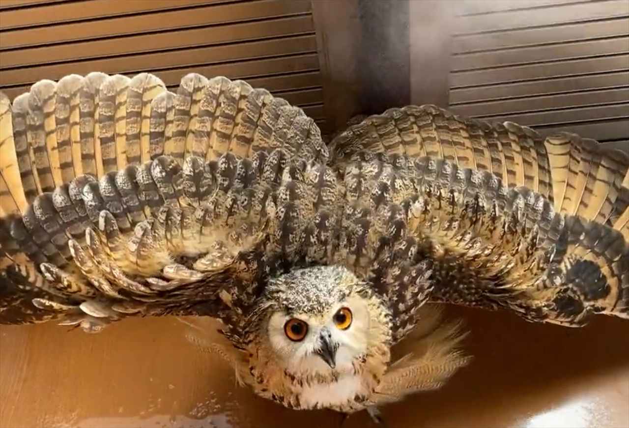 暑い日はこれが一番!大きな羽を広げて冷たいミストを浴びるフクロウが可愛い!「かけてもらうのを待っているのですね」