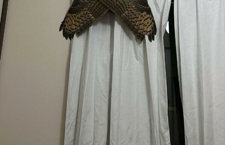 トイレから帰ってきたら・・・カーテンレールに巨大なセミが乗っていた！？一瞬目を疑う驚きの光景が話題に！