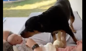 ふたりは大親友!女の子は赤ちゃんの時から一緒の愛犬といっぱい遊んで思い出もたくさん!!