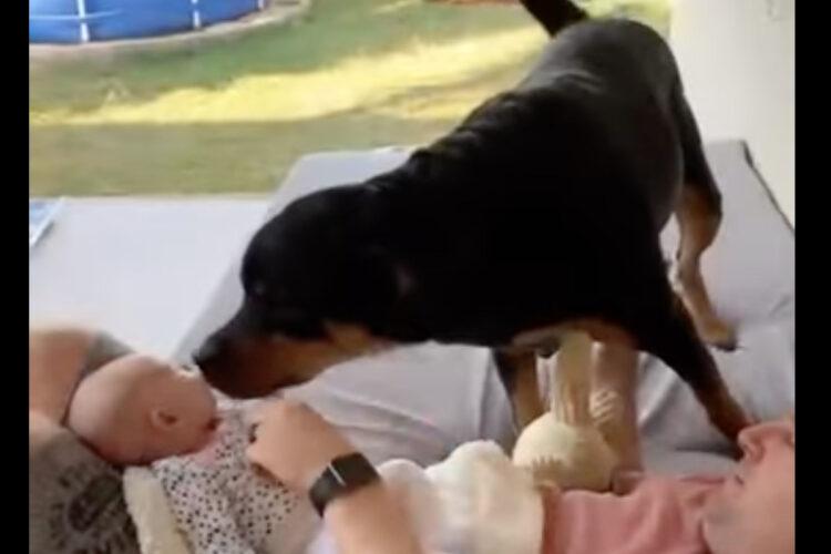 ふたりは大親友！女の子は赤ちゃんの時から一緒の愛犬といっぱい遊んで思い出もたくさん！！