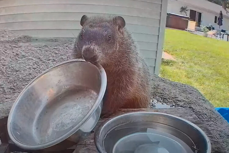 おなかが空いた！と主張するウッドチャック。カメラ目線で空のボウルを落として猛アピール！！【アメリカ・動画】