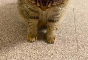 ごはんのおねだりの仕方が可愛すぎる猫が話題に！「ちゅ〜るも付けてあげたくなっちゃいますね」