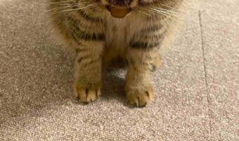 ごはんのおねだりの仕方が可愛すぎる猫が話題に！「ちゅ〜るも付けてあげたくなっちゃいますね」