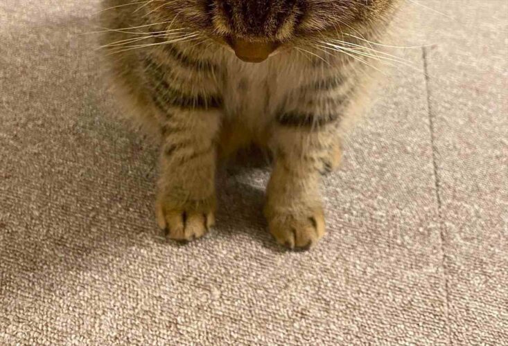 ごはんのおねだりの仕方が可愛すぎる猫が話題に！「ちゅ〜るも付けてあげたくなっちゃいますね」