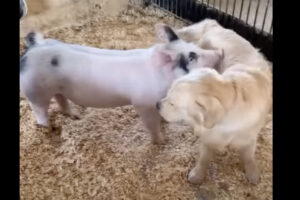 ゴールデンレトリバーとブタは大親友！ふたりは顔や体をすり合わせて幸せな時間を過ごしています！！
