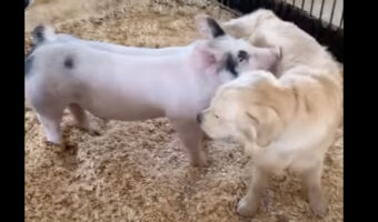 ゴールデンレトリバーとブタは大親友!ふたりは顔や体をすり合わせて幸せな時間を過ごしています!!