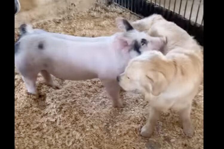 ゴールデンレトリバーとブタは大親友！ふたりは顔や体をすり合わせて幸せな時間を過ごしています！！