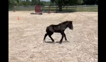 ハミを外してもらった子馬。ゴロンと寝転がったり元気いっぱい駆け回って自由を謳歌!!【海外・動画】