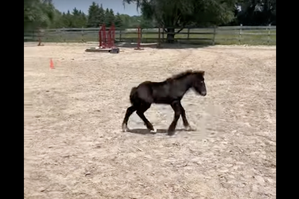 ハミを外してもらった子馬。ゴロンと寝転がったり元気いっぱい駆け回って自由を謳歌!!【海外・動画】