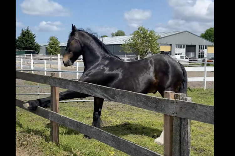 走る前のストレッチ？！馬が柵に足を乗せて体を伸ばしています！！【海外・動画】