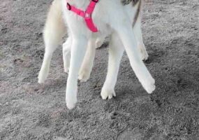 必死の形相と躍動感がインパクト抜群！シベリアンハスキーの顔が「ディズニー映画に出てきそうな犬の顔」だと話題に！