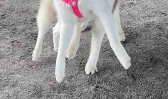 必死の形相と躍動感がインパクト抜群!シベリアンハスキーの顔が「ディズニー映画に出てきそうな犬の顔」だと話題に!