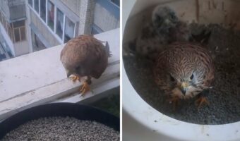 放し飼いされ自由に過ごすハヤブサ。飼い主さんが合図をしたらすぐに寝床に戻ってきます!!