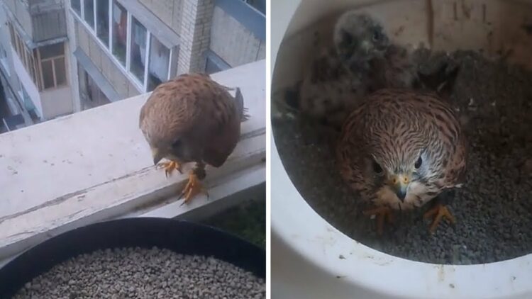 放し飼いされ自由に過ごすハヤブサ。飼い主さんが合図をしたらすぐに寝床に戻ってきます！！