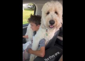 くっつき虫の甘えんぼう！？ゴールデンドゥードルは、ドライブの間大好きなお友達にべったりひっついて離れません！！