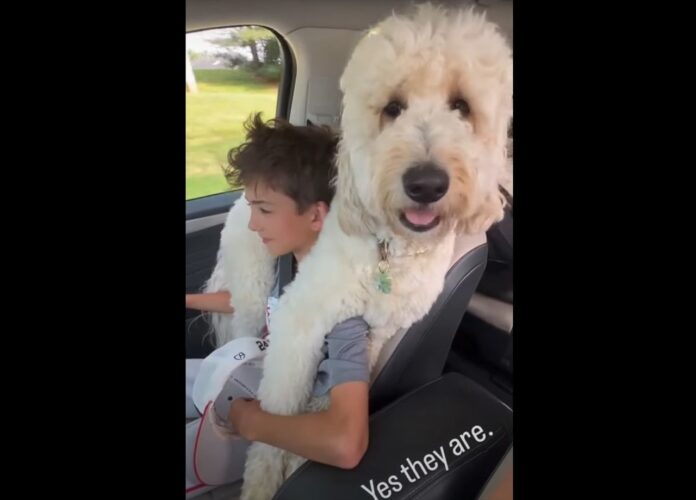 くっつき虫の甘えんぼう！？ゴールデンドゥードルは、ドライブの間大好きなお友達にべったりひっついて離れません！！