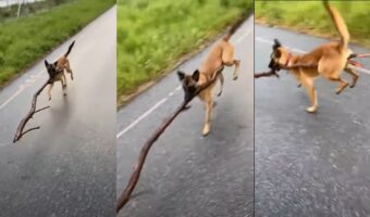 「見て!これ気に入ったの!」大きな木の枝が気に入ったワンコ。って足に木が引っかかって二足歩行!?
