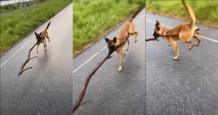 「見て！これ気に入ったの！」大きな木の枝が気に入ったワンコ。って足に木が引っかかって二足歩行！？