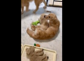 生後半年の子犬に密着している生後2ヶ月の子犬。ほっこりした光景が話題に！「本当のお母さんみたい」