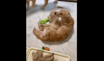 生後半年の子犬に密着している生後2ヶ月の子犬。ほっこりした光景が話題に!「本当のお母さんみたい」