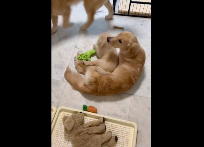 生後半年の子犬に密着している生後2ヶ月の子犬。ほっこりした光景が話題に！「本当のお母さんみたい」